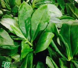 人參菜怎么吃？人參菜怎么吃好？
