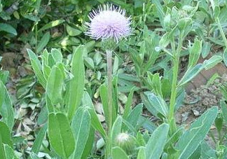 刺兒菜能吃嗎？刺兒菜可以吃嗎