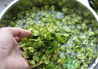 榆錢是榆樹的什么？榆錢是花還是果實(shí)