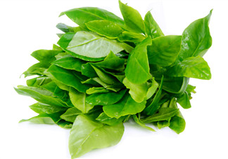 人參菜怎么吃？人參菜怎么吃好？