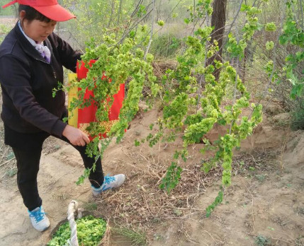 榆錢能炒雞蛋嗎？榆錢炒雞蛋怎么做