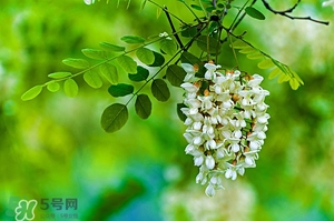 刺槐花幾月開？刺槐花什么時候開