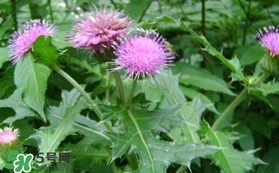 刺兒菜吃了有什么用？刺兒菜有什么功效