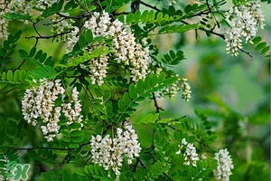 刺槐花幾月開？刺槐花什么時候開