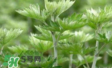 艾蒿能吃嗎？艾蒿能做菜吃嗎