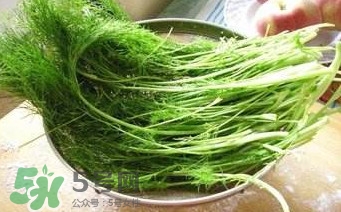 茴香苗有什么好處？茴香苗的功效與作用