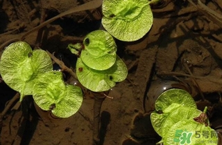 榆錢是榆樹的什么？榆錢是花還是果實(shí)