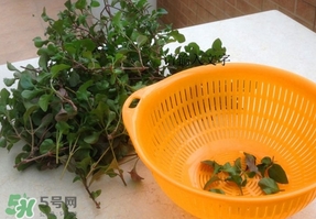 吃枸杞葉會(huì)過敏嗎？吃枸杞葉會(huì)不會(huì)過敏