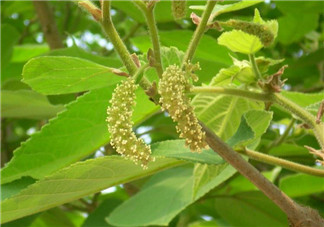蒸構(gòu)樹花兒孕婦可以吃嗎？孕婦可以吃蒸構(gòu)樹花兒嗎？