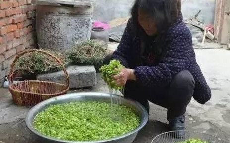榆錢怎么蒸？蒸榆錢的做法