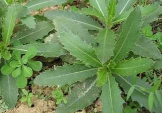 刺兒菜怎么吃不扎嘴？刺兒菜的做法