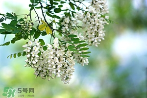 刺槐花幾月開？刺槐花什么時候開