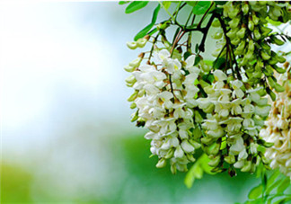 刺槐花幾月開？刺槐花什么時候開