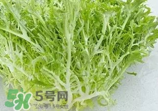 苦菊能涮火鍋吃嗎？苦菊可以涮火鍋嗎