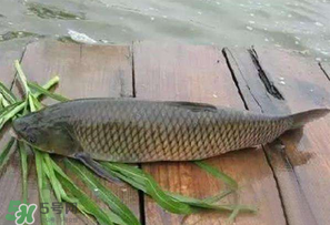 4月份可以釣草魚嗎？4月份如何釣草魚？