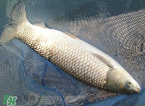 4月份可以釣草魚嗎？4月份如何釣草魚？