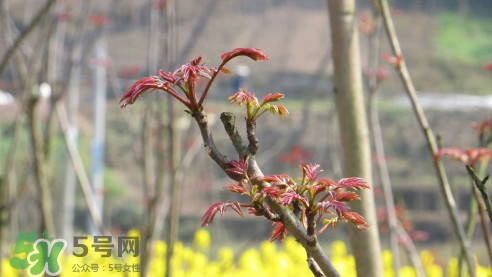 香椿葉能吃嗎？香椿葉孕婦能吃嗎？