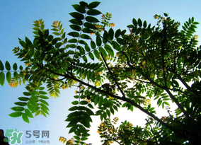 香椿放久了能吃嗎？香椿可以放多久？