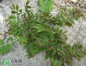 香椿長什么樣子？香椿長在什么地方？