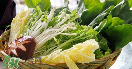 苦菊能涮火鍋吃嗎？苦菊可以涮火鍋嗎