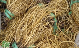 苦苣根哪里有賣？苦苣根茶在那里買的到