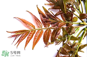 香椿樹(shù)什么時(shí)候發(fā)芽？香椿樹(shù)什么時(shí)候種植