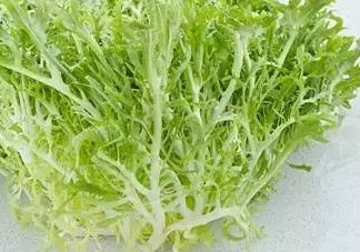 苦菊和苦苣是一種植物嗎？苦菊是不是苦苣