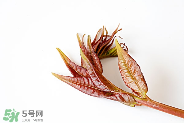 香椿葉怎么吃？香椿葉的吃法