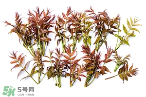 香椿樹(shù)什么時(shí)候發(fā)芽？香椿樹(shù)什么時(shí)候種植