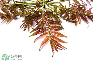 香椿樹(shù)什么時(shí)候發(fā)芽？香椿樹(shù)什么時(shí)候種植