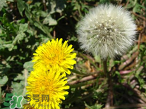 婆婆丁花能吃嗎？婆婆丁花可以吃嗎？