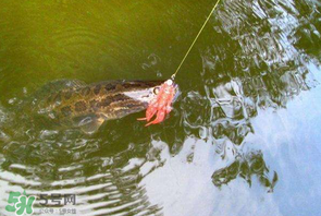 四月份能路亞黑魚嗎？路亞黑魚什么時間最好？