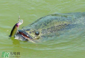 四月份能路亞黑魚嗎？路亞黑魚什么時間最好？