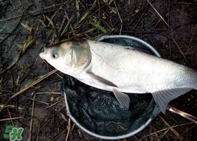 4月份能釣鰱魚(yú)嗎？四月份能釣鰱魚(yú)嗎？