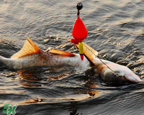 4月份能釣鰱魚(yú)嗎？四月份能釣鰱魚(yú)嗎？