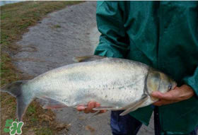 4月份能釣鰱魚(yú)嗎？四月份能釣鰱魚(yú)嗎？