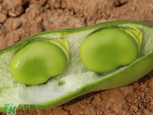 蠶豆什么時候成熟？蠶豆什么時候上市？