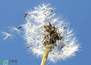 婆婆丁能治糖尿病嗎？婆婆丁可以治糖尿病嗎？