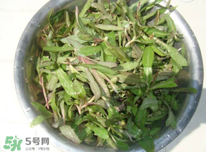 曲曲菜孕婦能吃嗎？孕婦可以吃曲曲菜嗎？