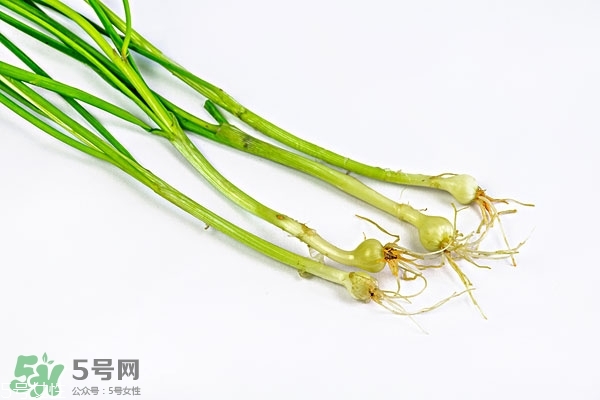 小根蒜的根能吃嗎？小根蒜的須子可以吃嗎