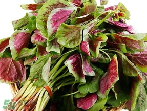 莧菜怎么摘？莧菜怎么處理