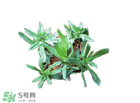 曲曲菜有什么功效？曲曲菜的功效與禁忌