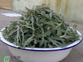 苦苦菜和蒲公英的區(qū)別 苦苦菜和蒲公英有什么區(qū)別？
