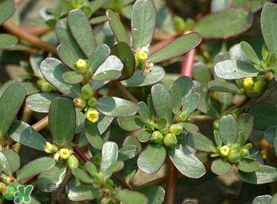 馬齒莧能治蕁麻疹嗎？馬齒莧可以治蕁麻疹嗎？