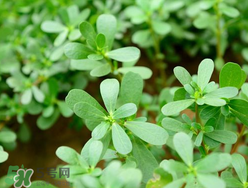 馬齒莧能治蕁麻疹嗎？馬齒莧可以治蕁麻疹嗎？