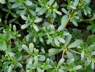 馬齒莧能治前列腺炎嗎？馬齒莧可以治前列腺炎嗎？