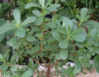 馬齒莧能治前列腺炎嗎？馬齒莧可以治前列腺炎嗎？