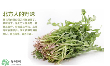 婆婆丁能和枸杞一起泡水喝嗎？婆婆丁枸杞泡水的功效