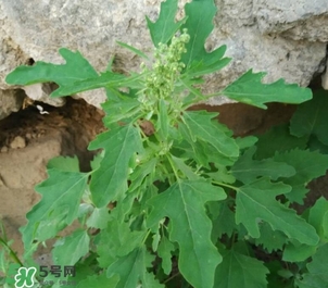 灰灰菜是什么樣子？灰灰菜圖片