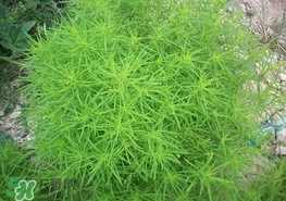 掃帚菜怎么吃？掃帚菜做法